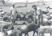 UN, No. 2042 Two Men on a Pig Farm with Pigs